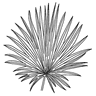 Le Vacoa